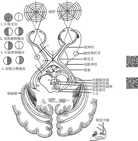 反射作用|反射